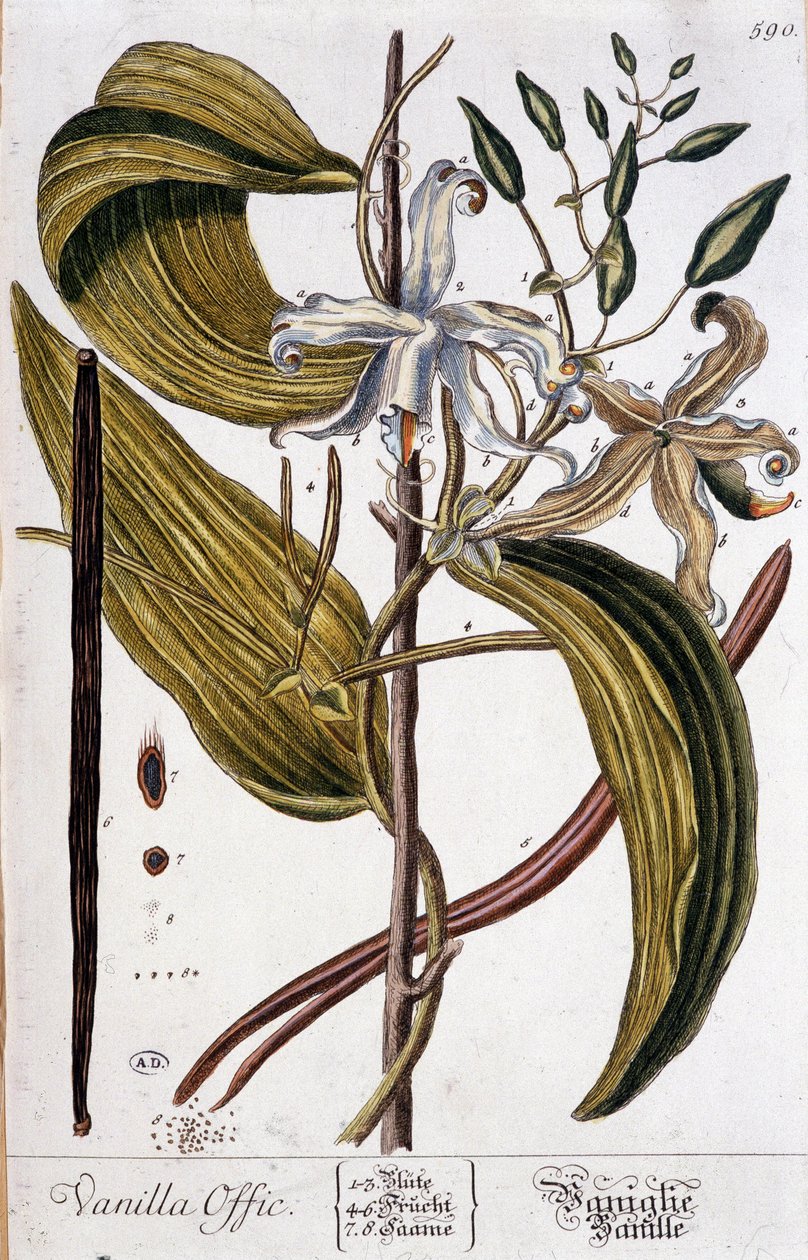 Deska botaniczna wanilii (vanilla offic) - XIX wiek autorstwa Unknown artist