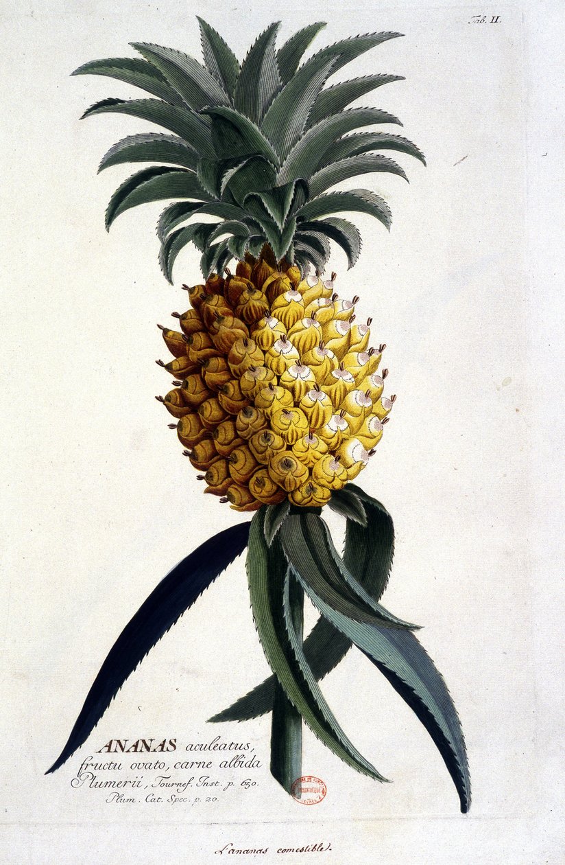 Deska botaniczna: ananas. b.d. 19 wiek. autorstwa Unknown artist