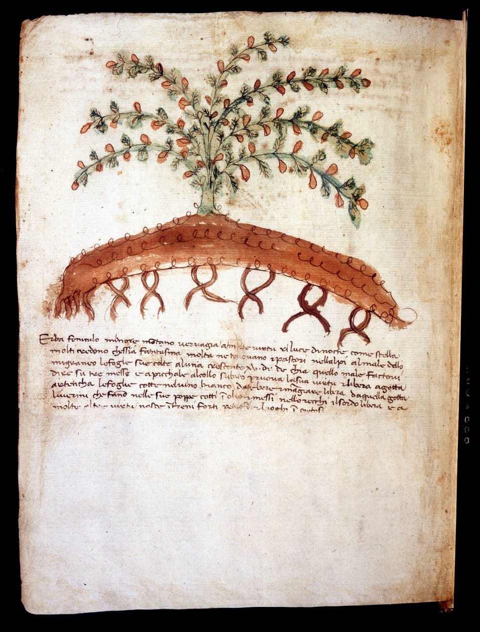 Tablica botaniczna przedstawiająca trawę „feniculo maggiore”. Biblioteka miejska w Rimini autorstwa Unknown artist