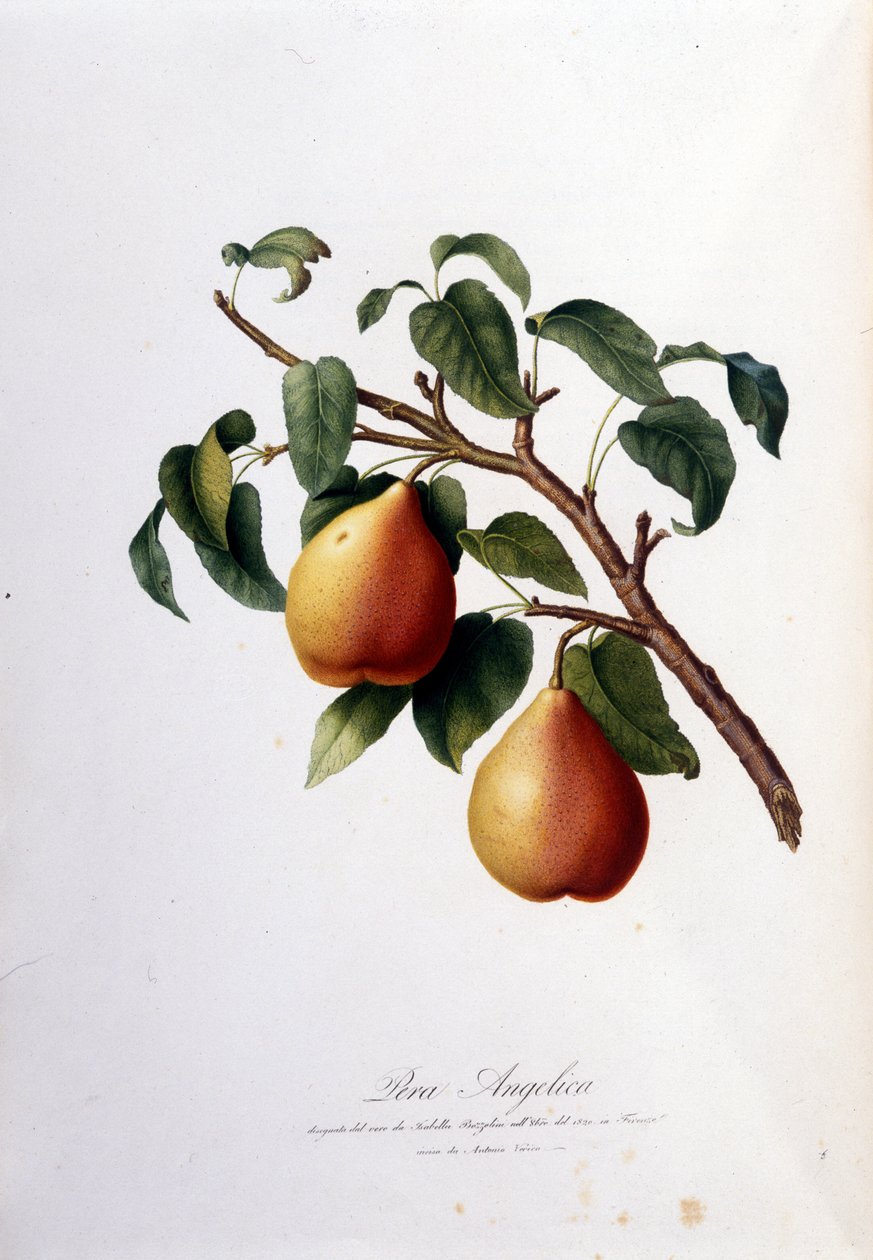 Deska botaniczna przedstawiająca pera angelica. 1820 - 1822 autorstwa Unknown artist