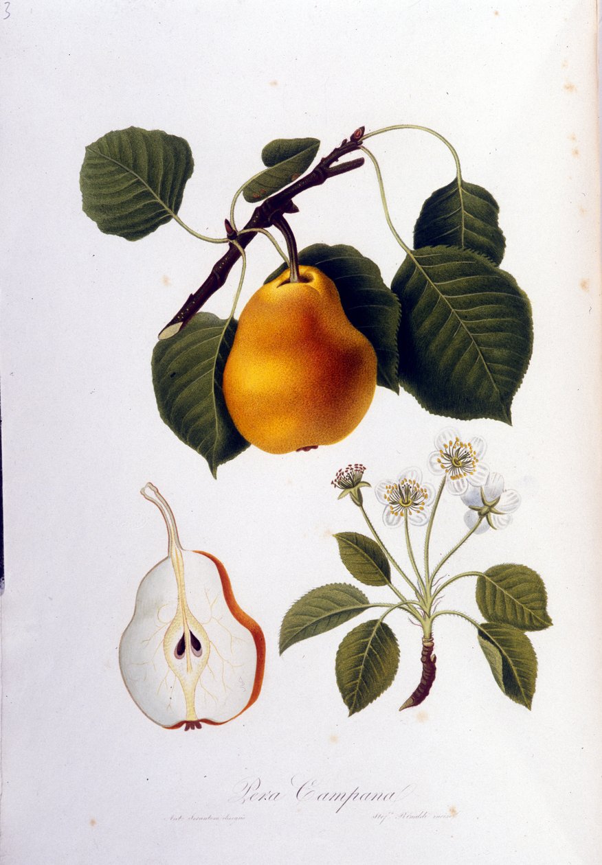 Deska botaniczna reprezentująca pera campana. 1820 - 1822. autorstwa Unknown artist
