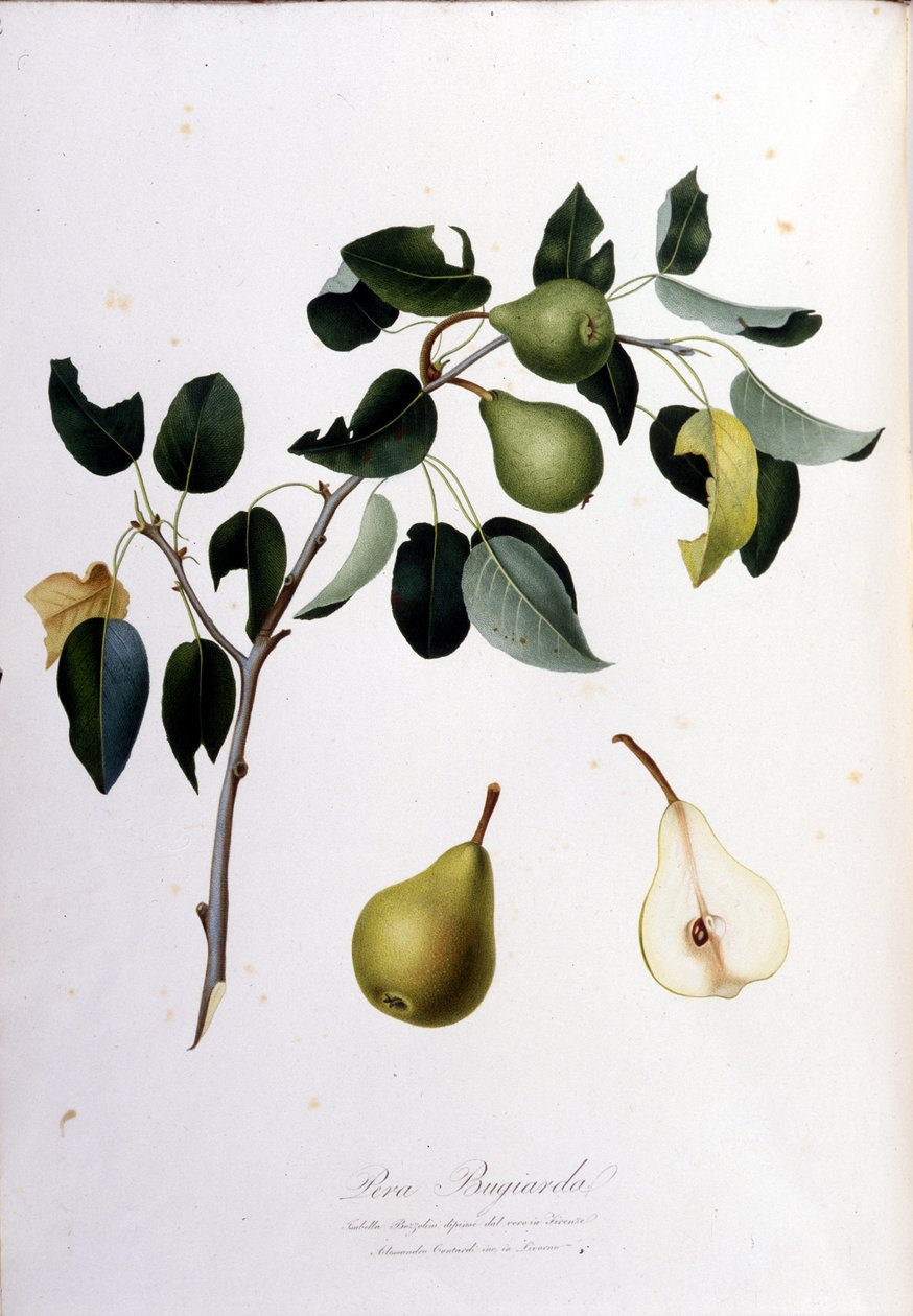 Deska botaniczna reprezentująca pera campana. 1820 - 1822. autorstwa Unknown artist