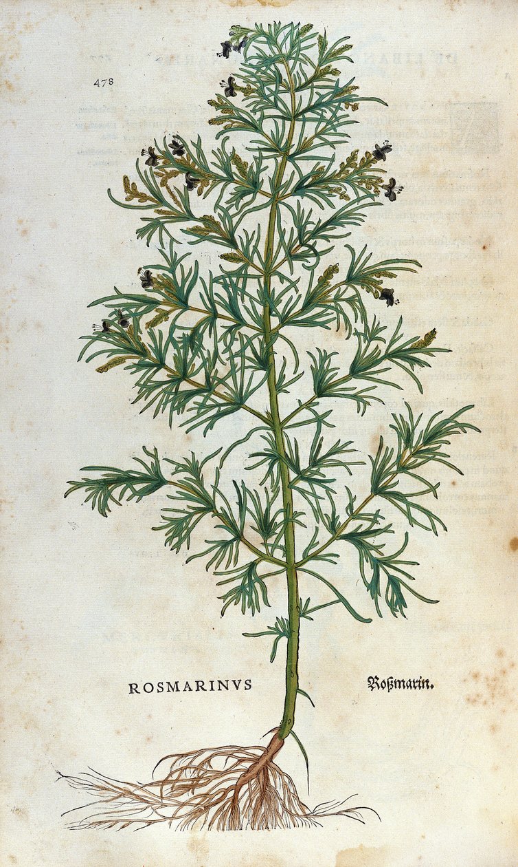 Deska botaniczna: rozmaryn (rosmarinus). Zielnik Lheonarda Fuchsa, „Historia Stirpium”, Bale autorstwa Unknown artist