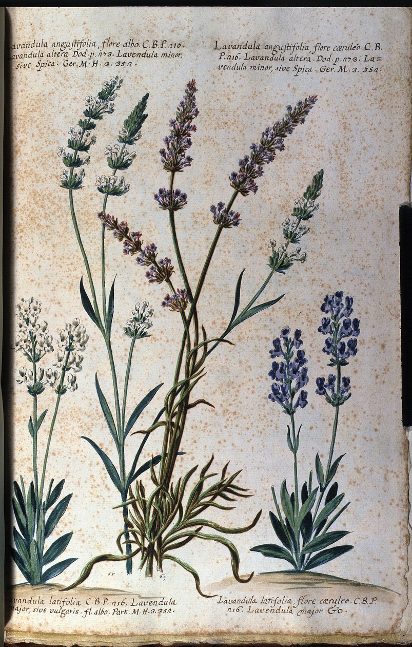 Deska botaniczna: lawenda prawdziwa (Lavandula angustifolia) i lawenda galaretkowa (Lavandula latifolia). autorstwa Unknown artist