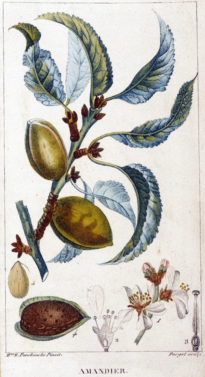 Gałąź, kwiat i owoc migdałowca - deska botaniczna autorstwa Unknown artist