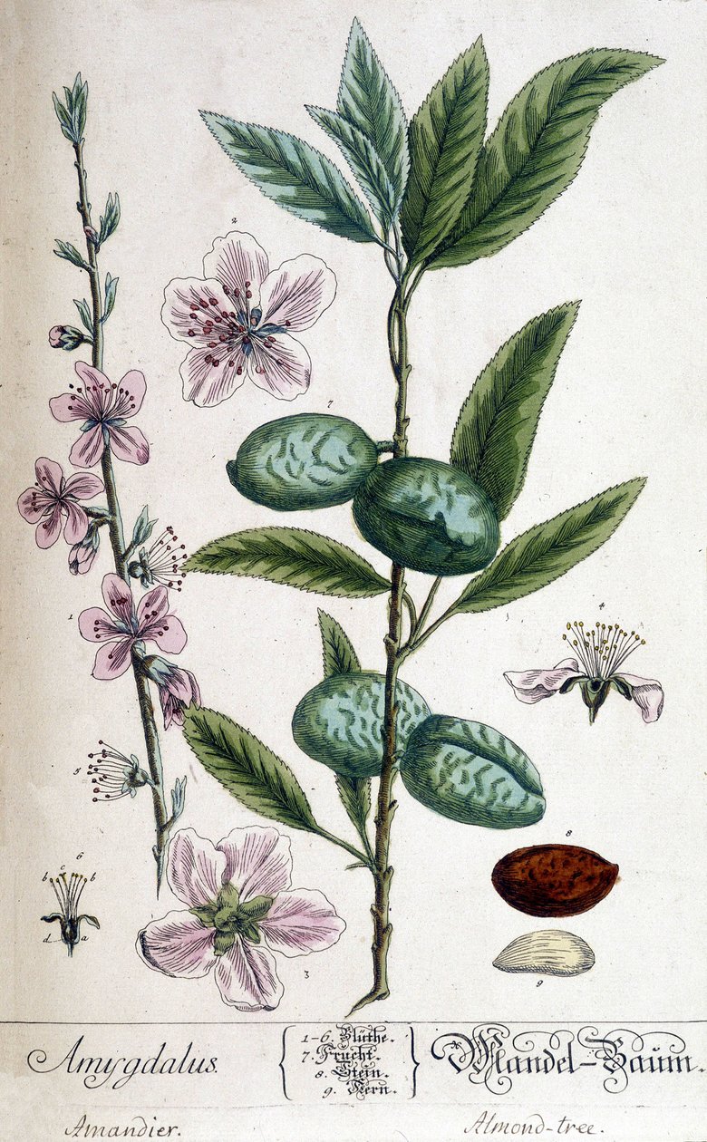 Gałąź, kwiat i owoc migdałowca - deska botaniczna autorstwa Unknown artist
