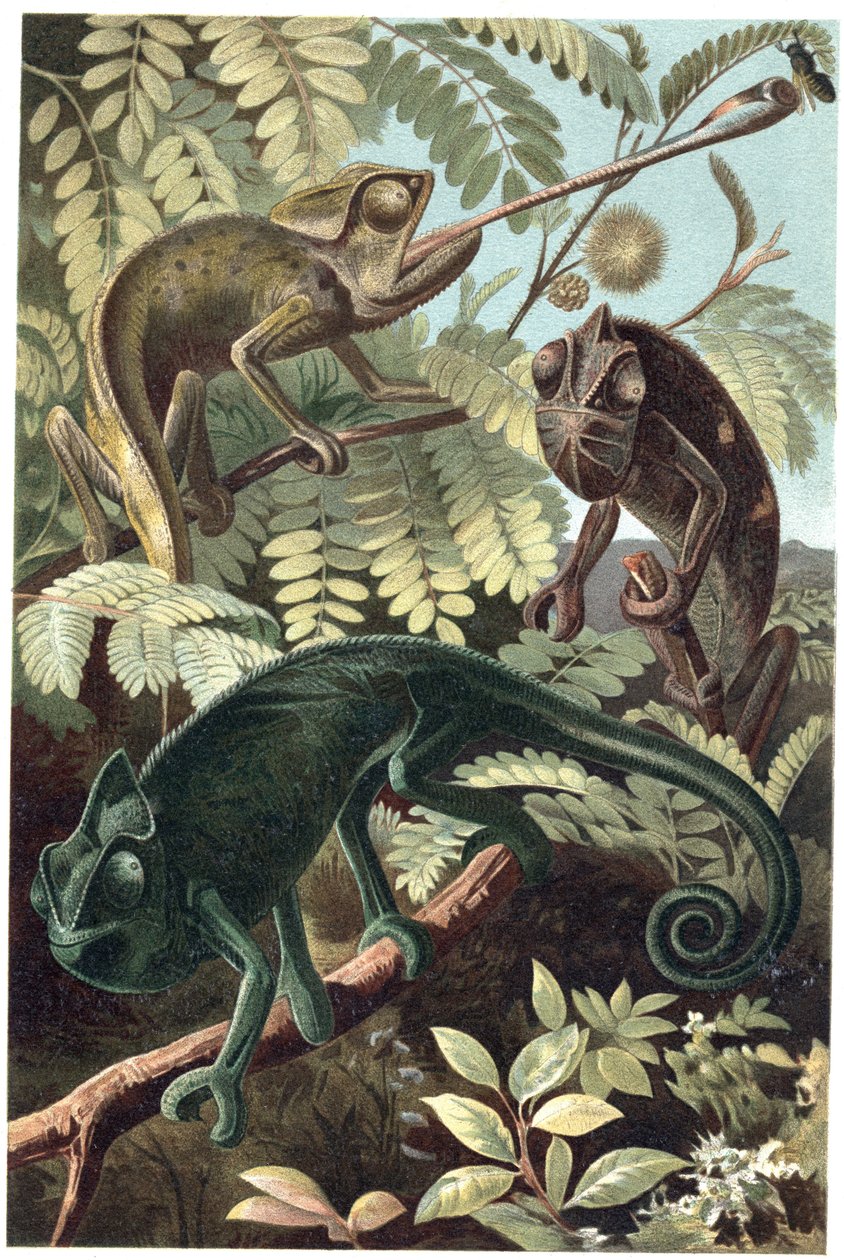 Cameleon - Kameleony lub kameleony (rodzina Chamaeleonidae) - grawer z „Życia zwierząt Brehma” autorstwa Alfreda Edmunda Brehma (1829-1884) autorstwa Unknown artist