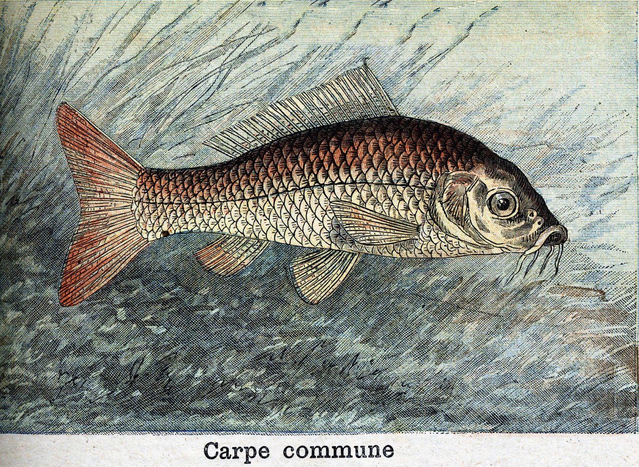 Grawer Gminny Karpia z 1898 r. autorstwa Unknown artist