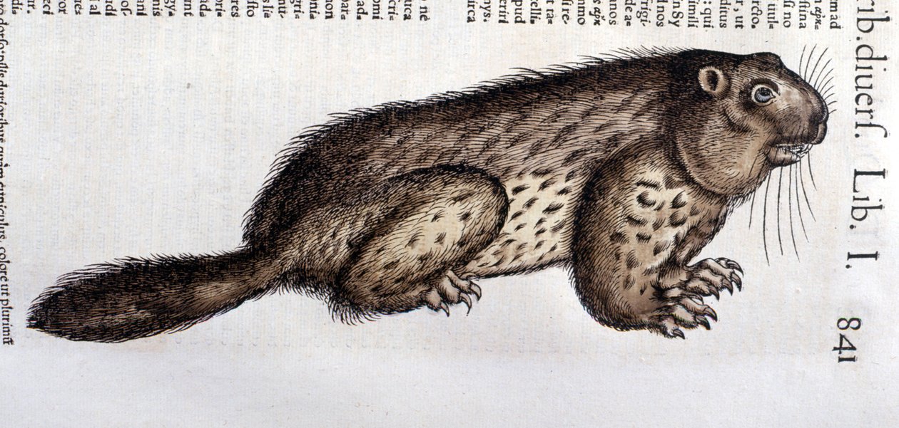 Castor - w "Historii zwierząt" Conrada Gesnera (1516 - 1565), Tiguri autorstwa Unknown artist