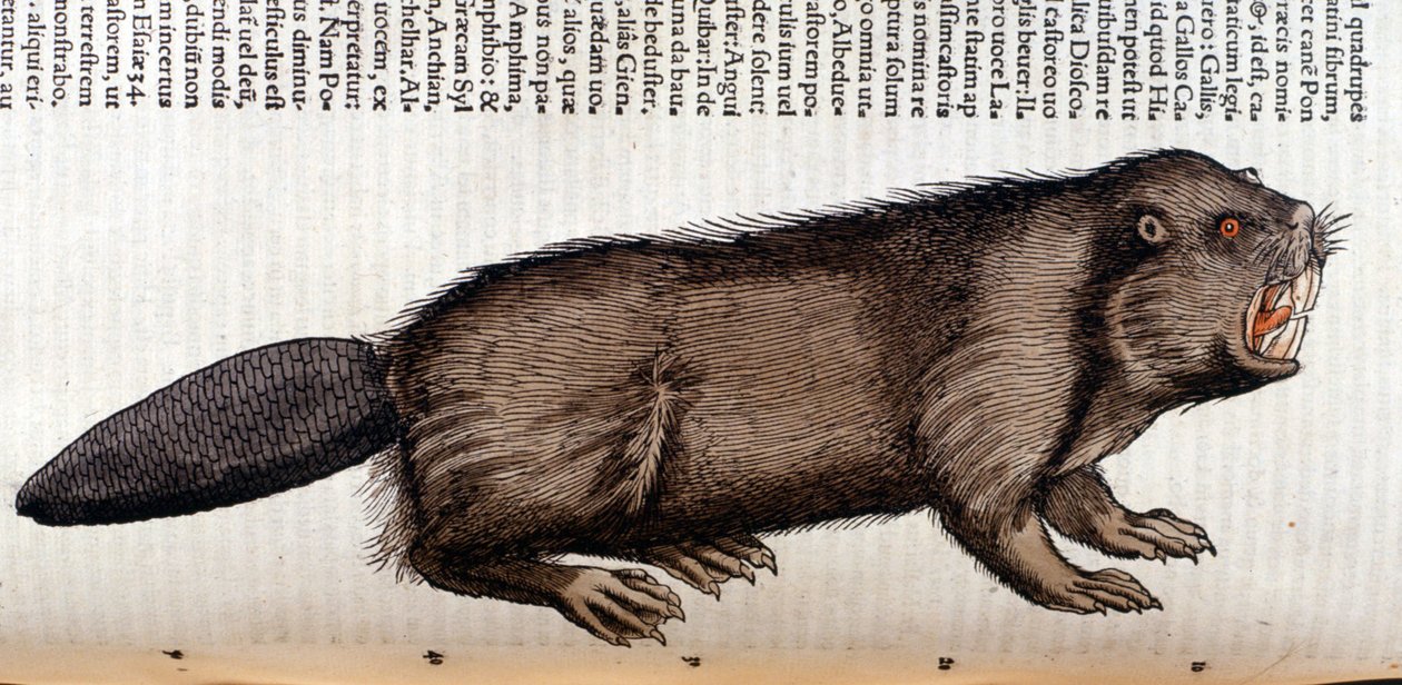 Castor – w „Historii zwierząt” Conrada Gesnera, Tiguri autorstwa Unknown artist