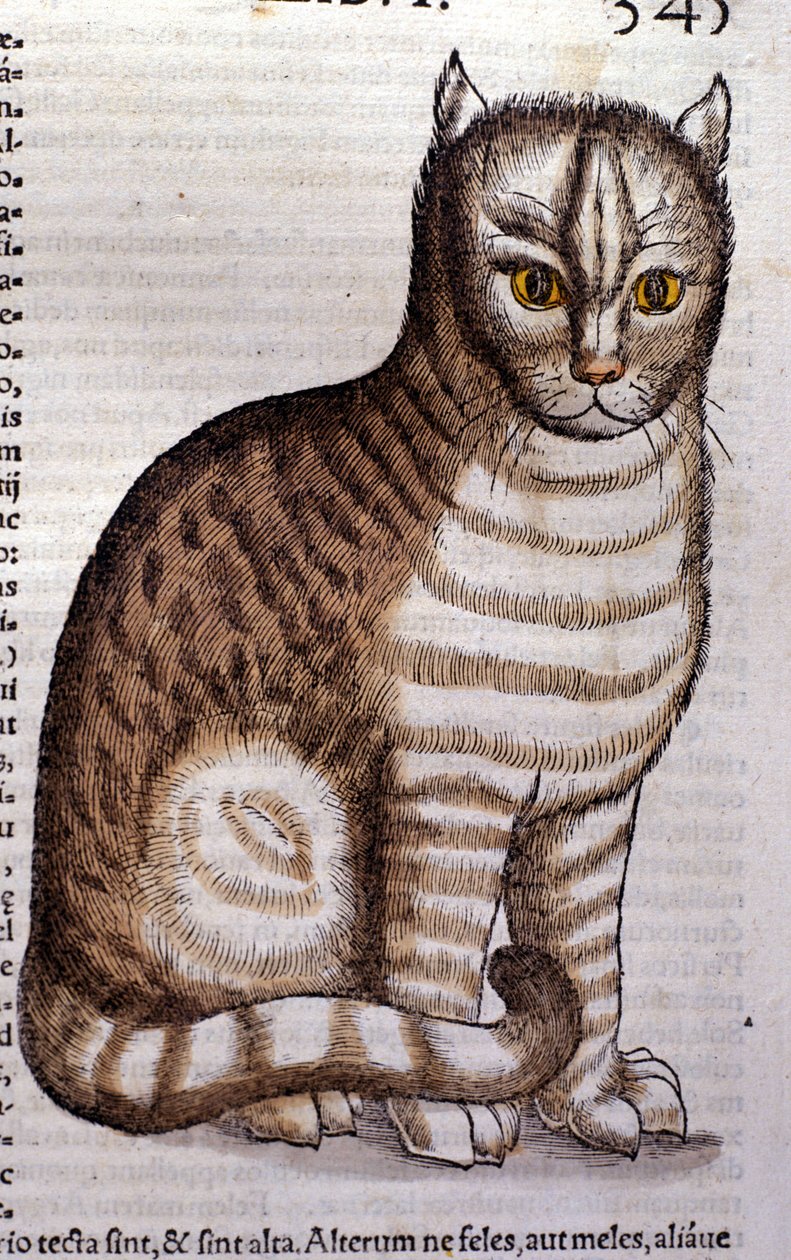 Kot według Historii Animalium Conrada Gesnera, Tiguri 1560. Biblioteca Nazionale Braidense. Mediolan autorstwa Unknown artist