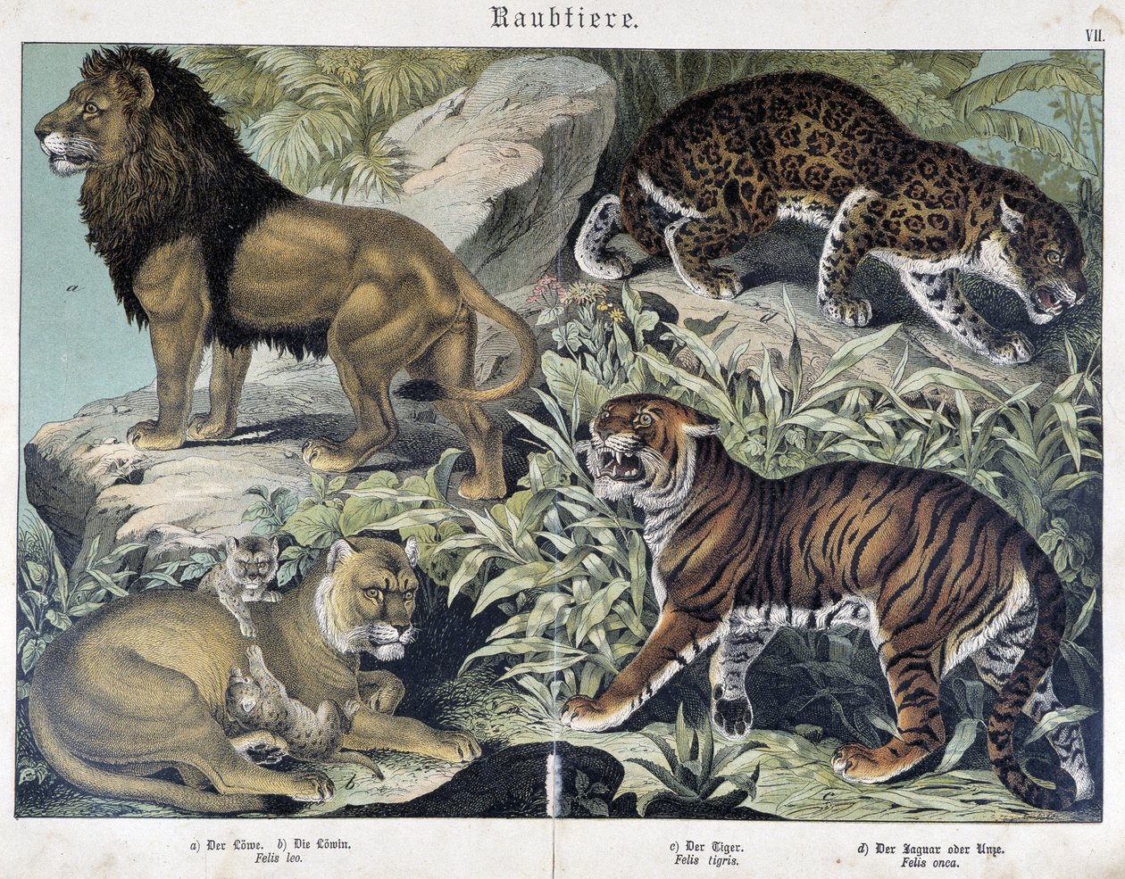 Koty: lew, lwica, tygrys - w „Historii naturalnych ssaków”, wyd. Schreiber autorstwa Unknown artist