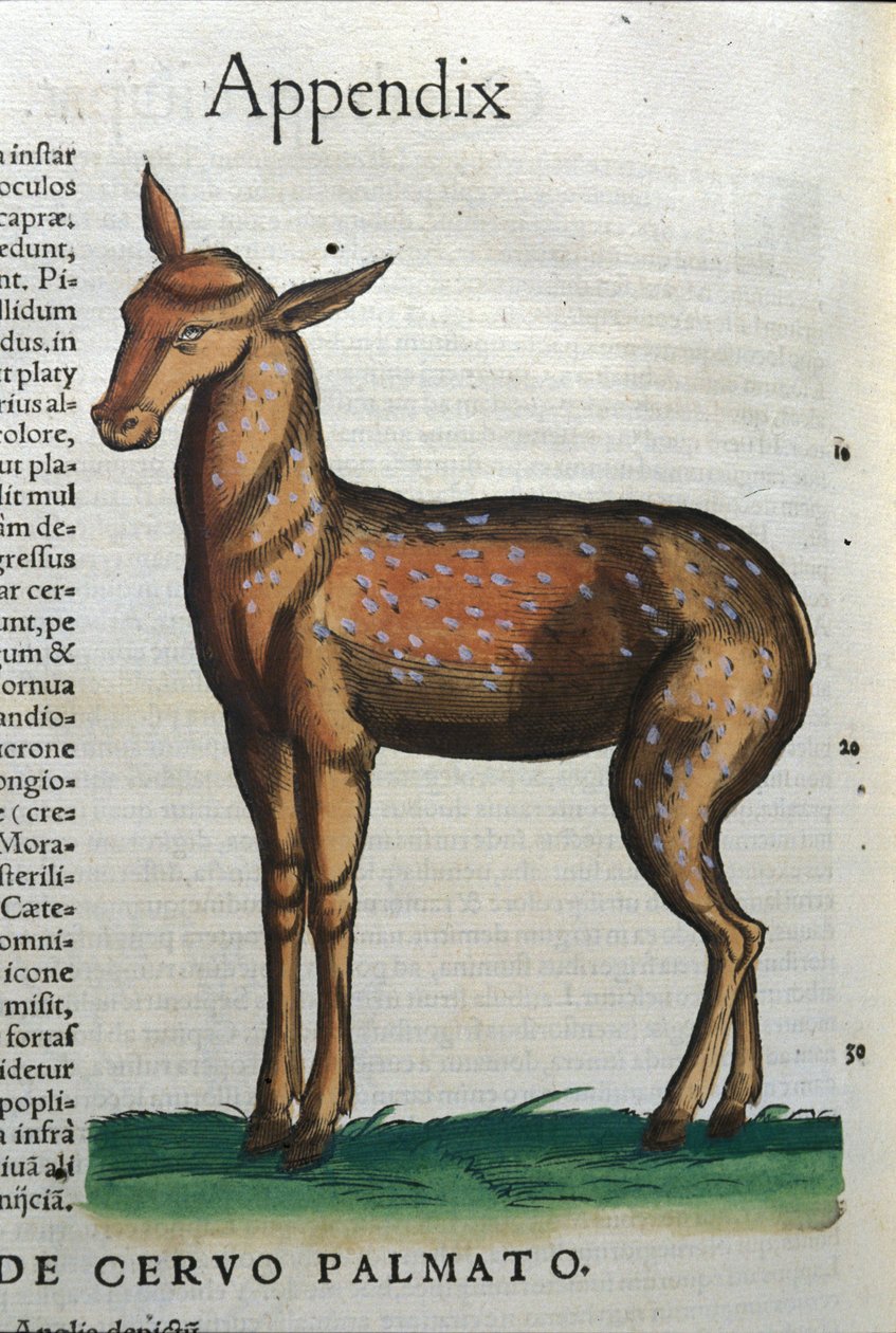 Cervidae (antylopa?) w Historia Animalium de Conrad Gesner (1516-1565), Tiguri autorstwa Unknown artist
