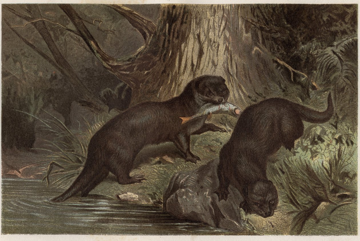 Chilijska wydra - Południowa wydra rzeczna, Lontra provocax - grawer z „Życia zwierząt Brehma” autorstwa Alfreda Edmunda Brehma (1829-1884) autorstwa Unknown artist