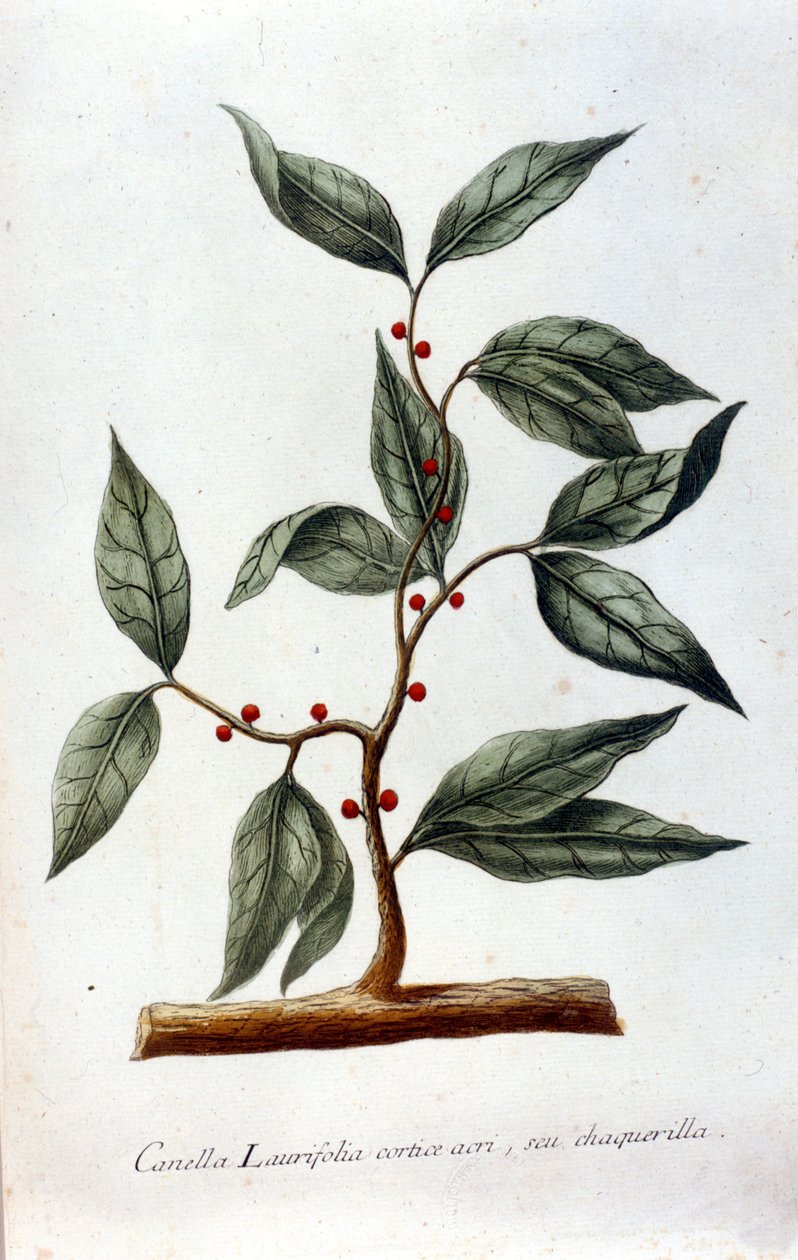 Cynamon. Zielnik z XIX wieku. autorstwa Unknown artist