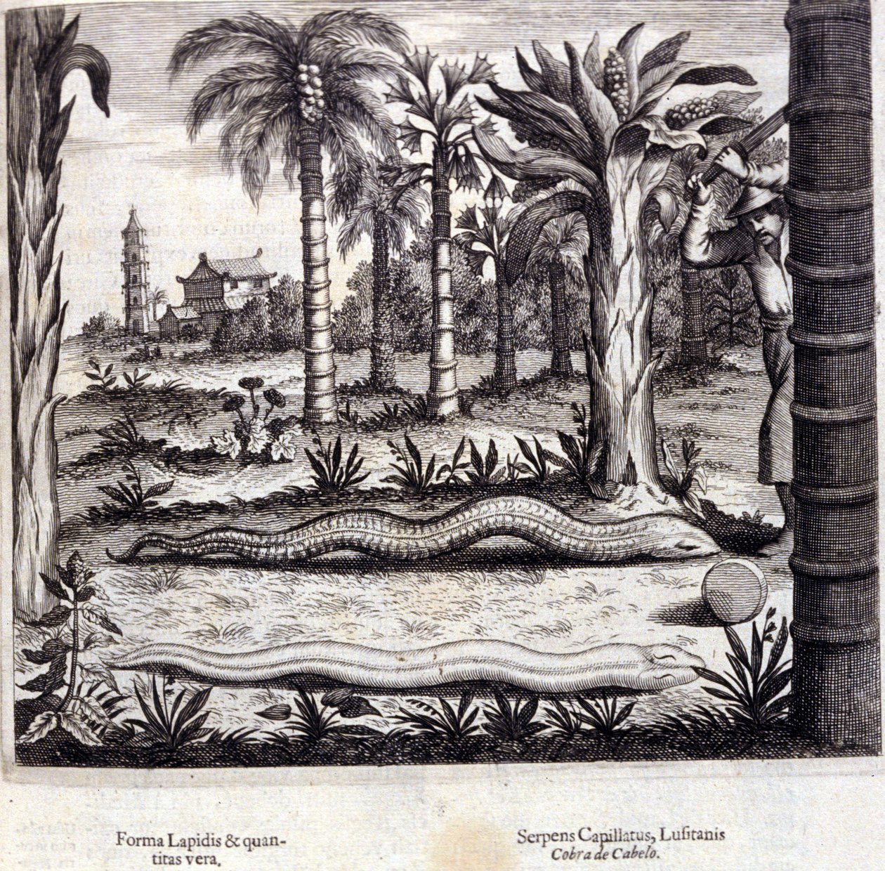 Kobra i jadowity wąż z Indii. „De China Monumenta” Athanasius Kircher (1601 - 1680), jezuita, orientalista i niemiecki uczony, Amsterdam 1667. autorstwa Unknown artist