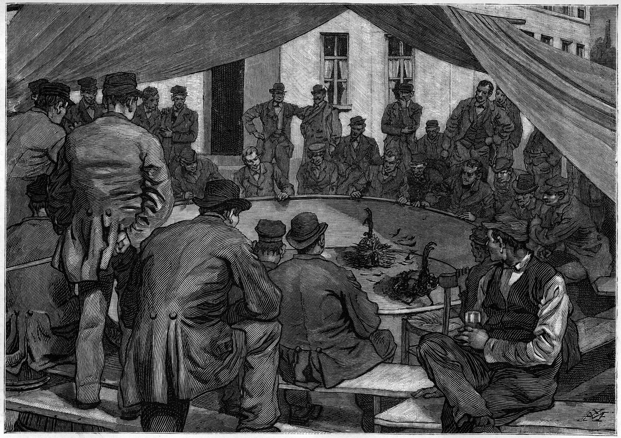 Walki kogutów w Belgii w 1888 r. w „”le journal de la Jeunesse””de 1888. autorstwa Unknown artist