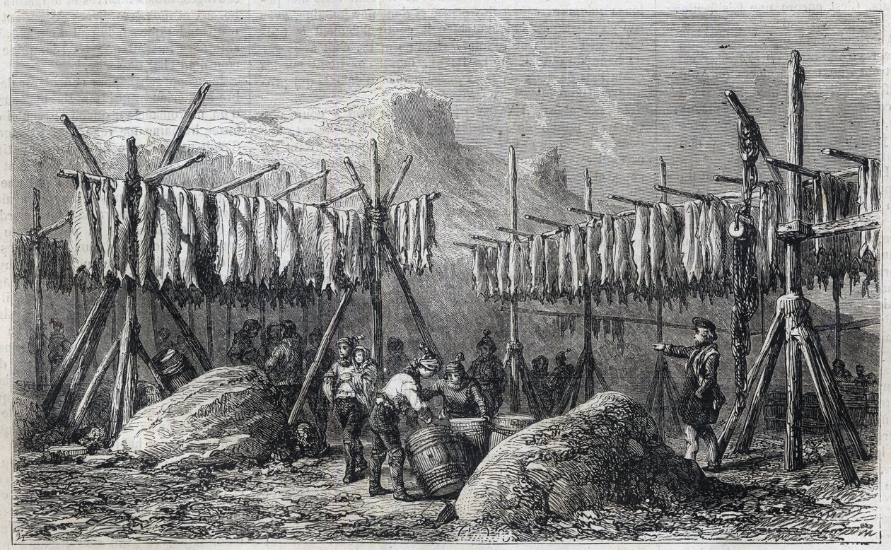 Suszenie dorsza w Fiskerness na Grenlandii - Suszenie dorsza w Fiskerness na Grenlandii Grawerowanie z „” The Illustrous Universe”” 1866 autorstwa Unknown artist