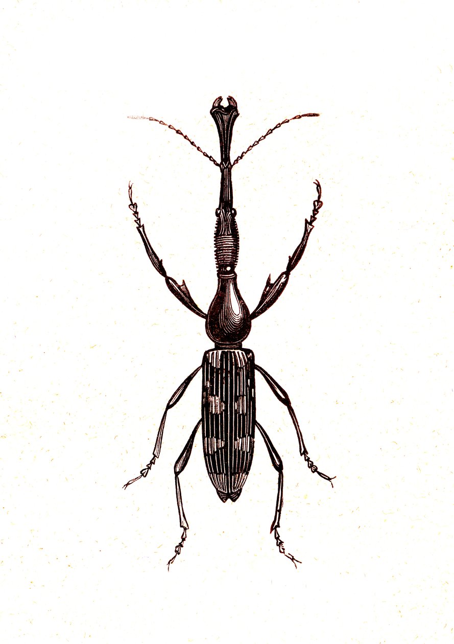Coleoptera: Brenthus Temminchii autorstwa Unknown artist
