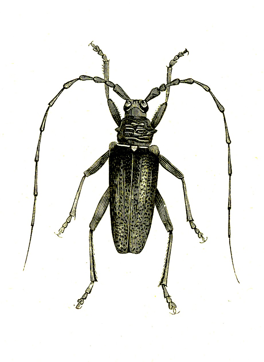 Coleoptera: Bohaterowie Cerambyxa autorstwa Unknown artist