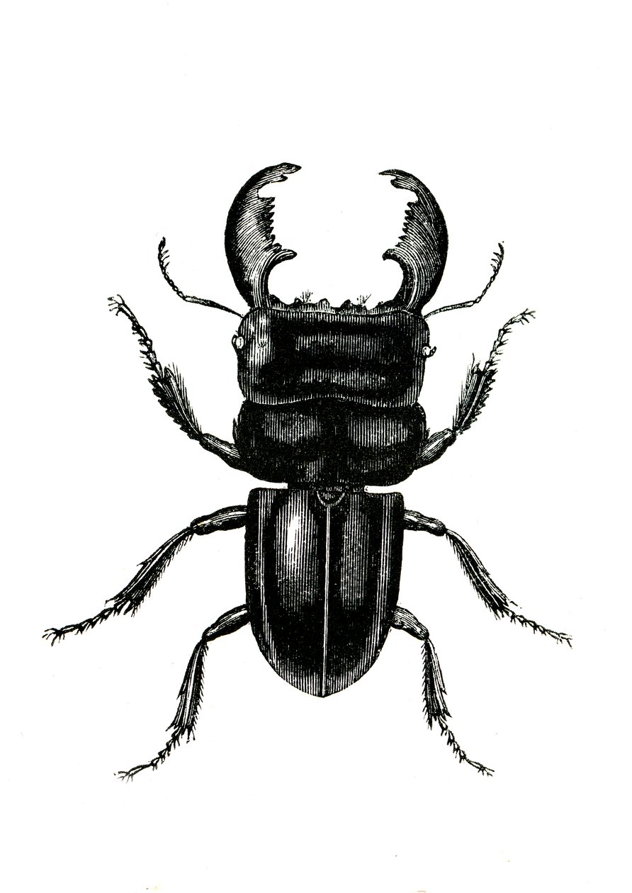 Coleoptera: Odontolarius giganteus autorstwa Unknown artist
