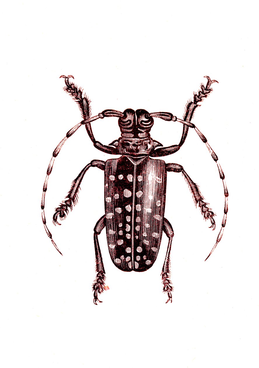 Coleoptera: Ophoptera Tolliipolish autorstwa Unknown artist