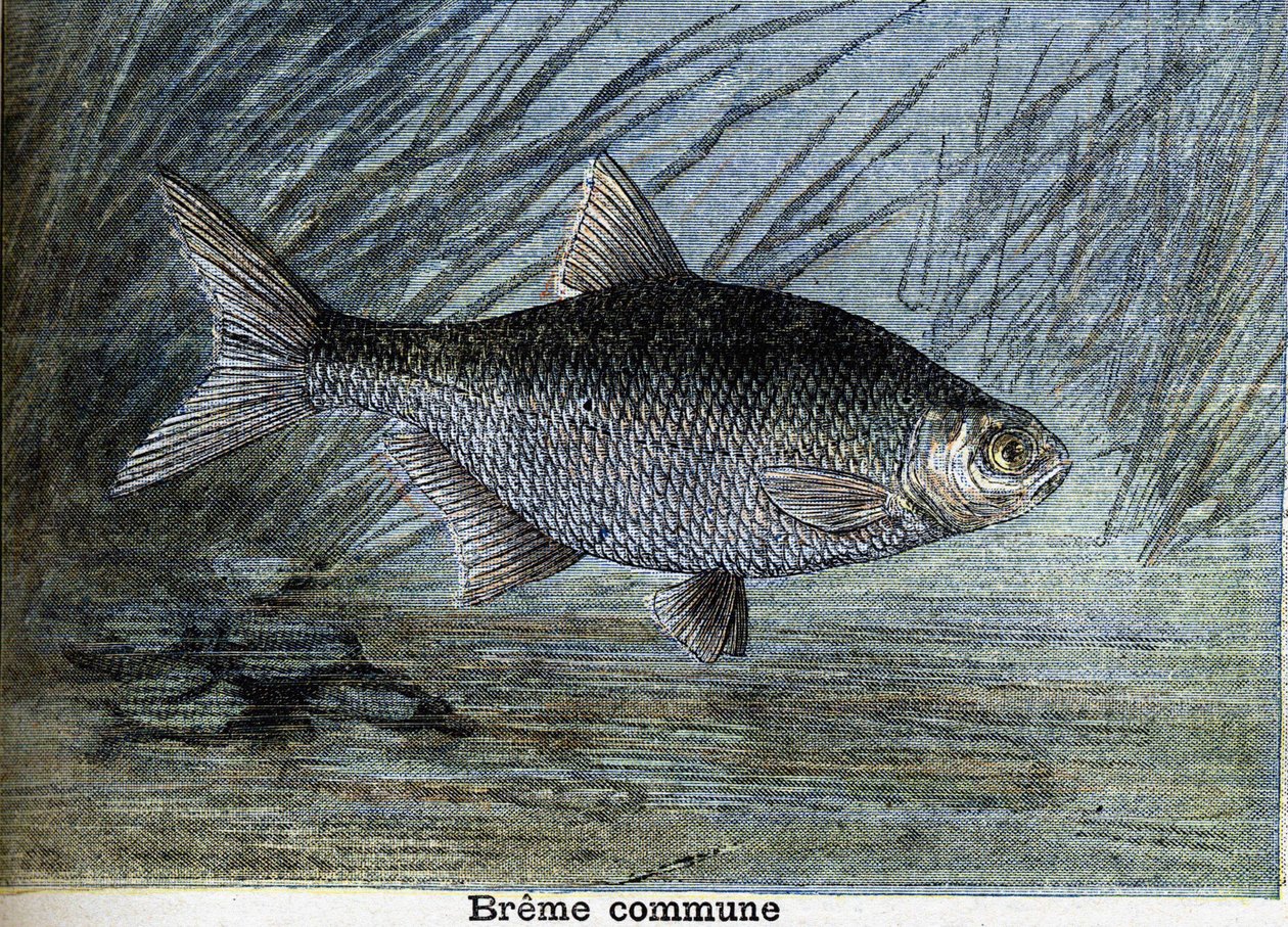 Wspólna Brema. Grawerowanie od 1897 autorstwa Unknown artist