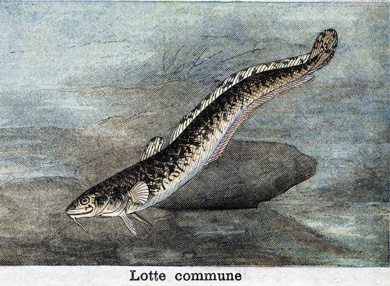 Wspólny grawer Lotte z 1898 r. autorstwa Unknown artist