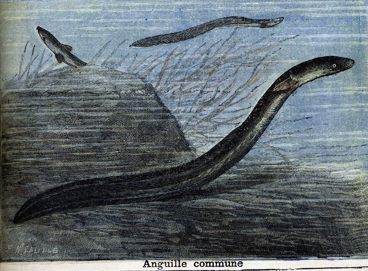 Węgorz zwyczajny. Grawerowanie od 1897 autorstwa Unknown artist