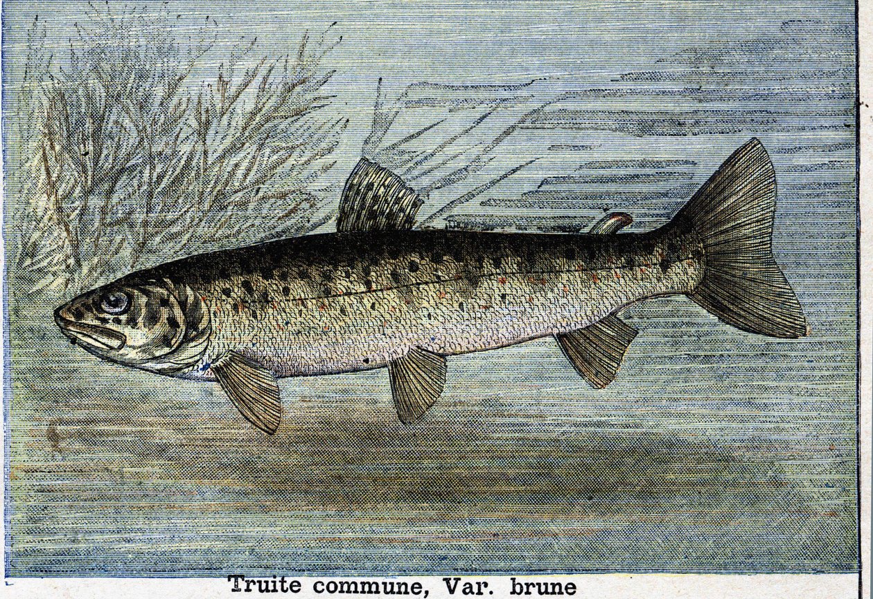 Pstrąg pospolity. Grawerowanie od 1897 autorstwa Unknown artist