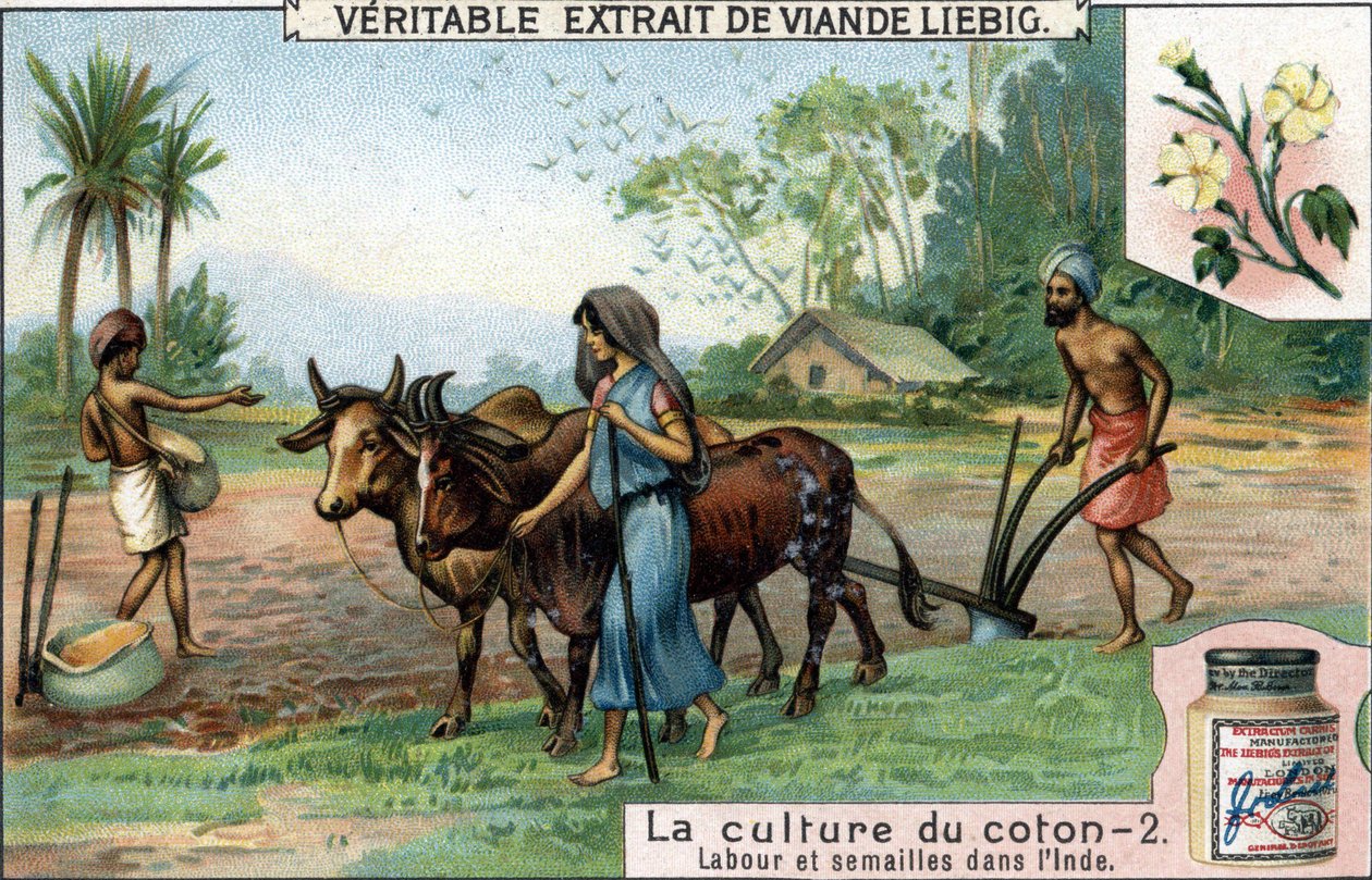 Uprawa bawełny: orka i siew w Indiach. Chromolitografia, obraz Liebiga. autorstwa Unknown artist