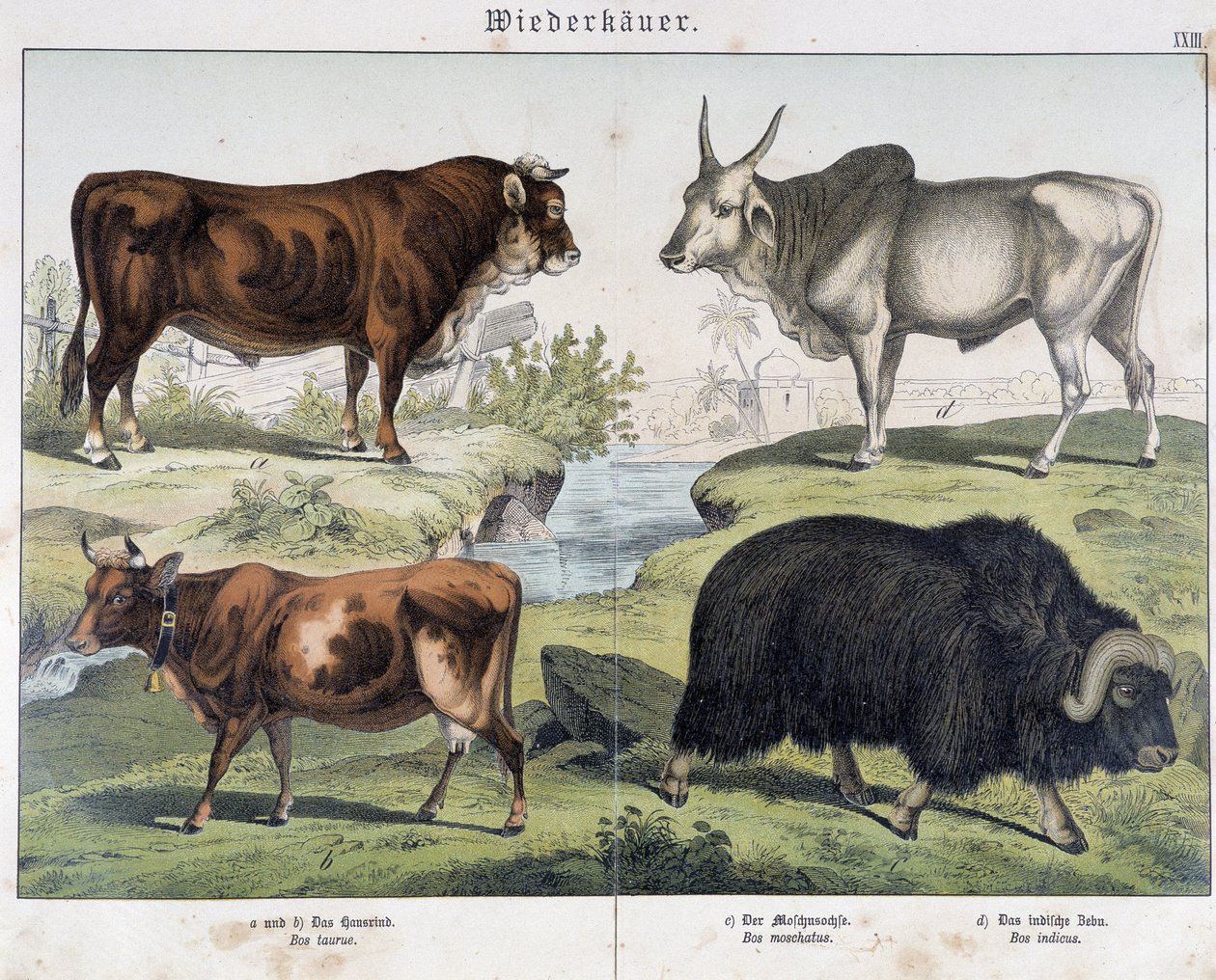 Krowa, wołowina, yack - w „Historii naturalnej ssaków”, wyd. Schreiber autorstwa Unknown artist