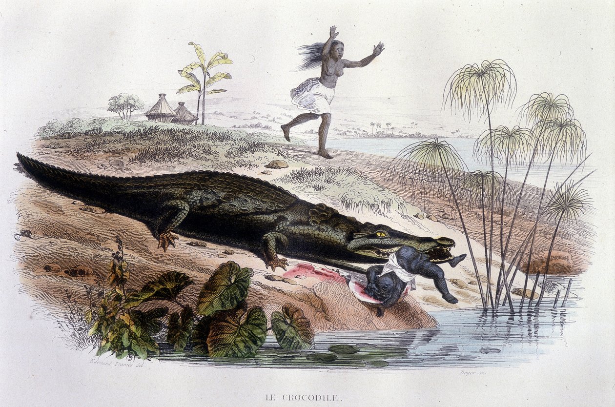 Krokodyl pożerający małe dziecko - w „Histoire Naturelle” Lacépède, wyd. Veurne, Paryż autorstwa Unknown artist
