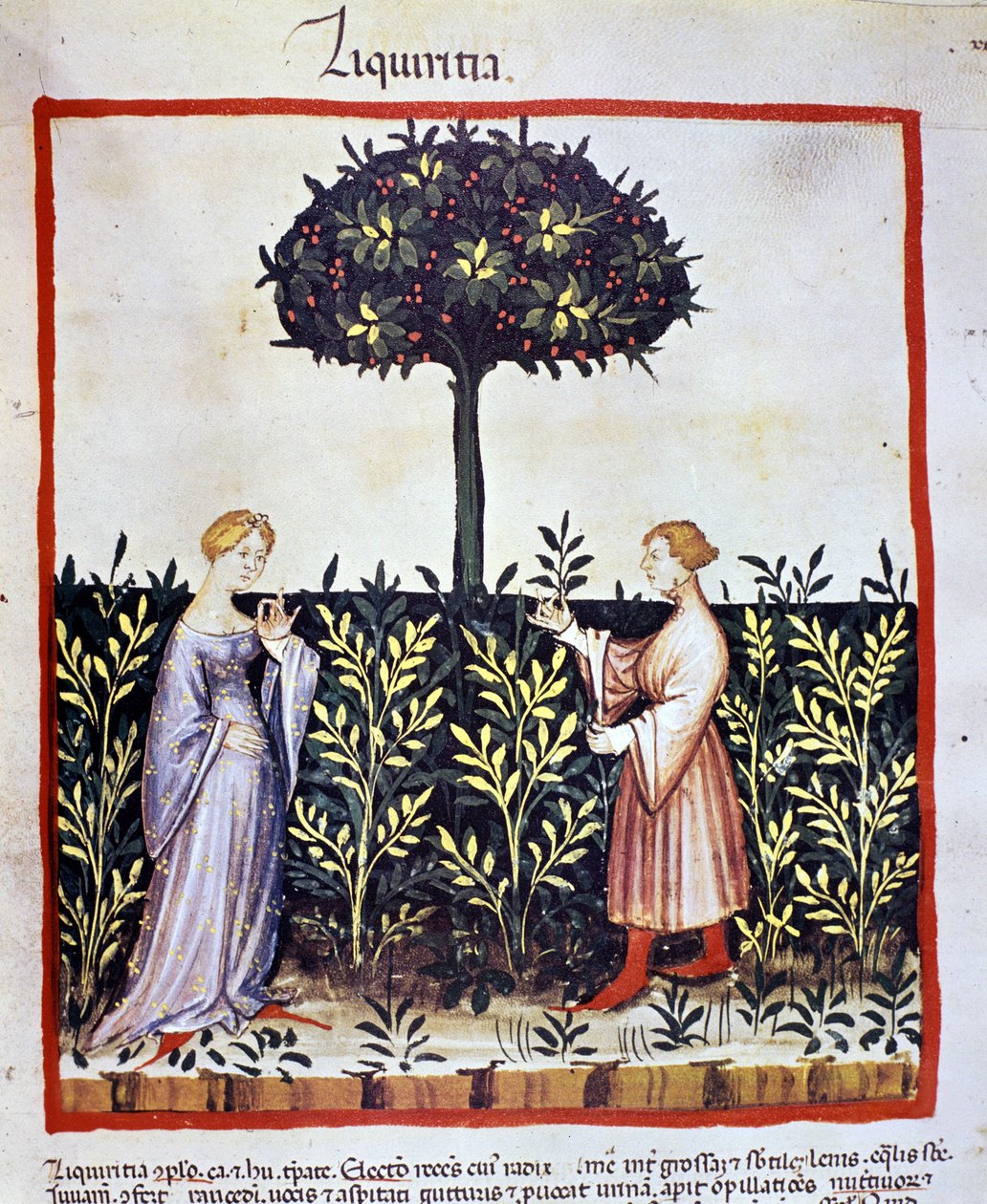 Uprawa rośliny leczniczej: zbieranie lukrecji (drewno lub korzeń). Oświetlenie z doju medycyny i dietetyki „”Tacuinum sanitatis”” autorstwa Unknown artist