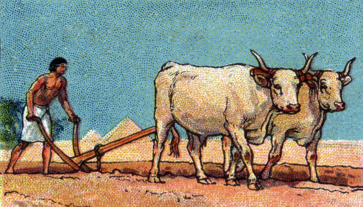 Życie codzienne w starożytnym Egipcie: chłop podczas orki, początek XX wieku (chromo) autorstwa Unknown Artist