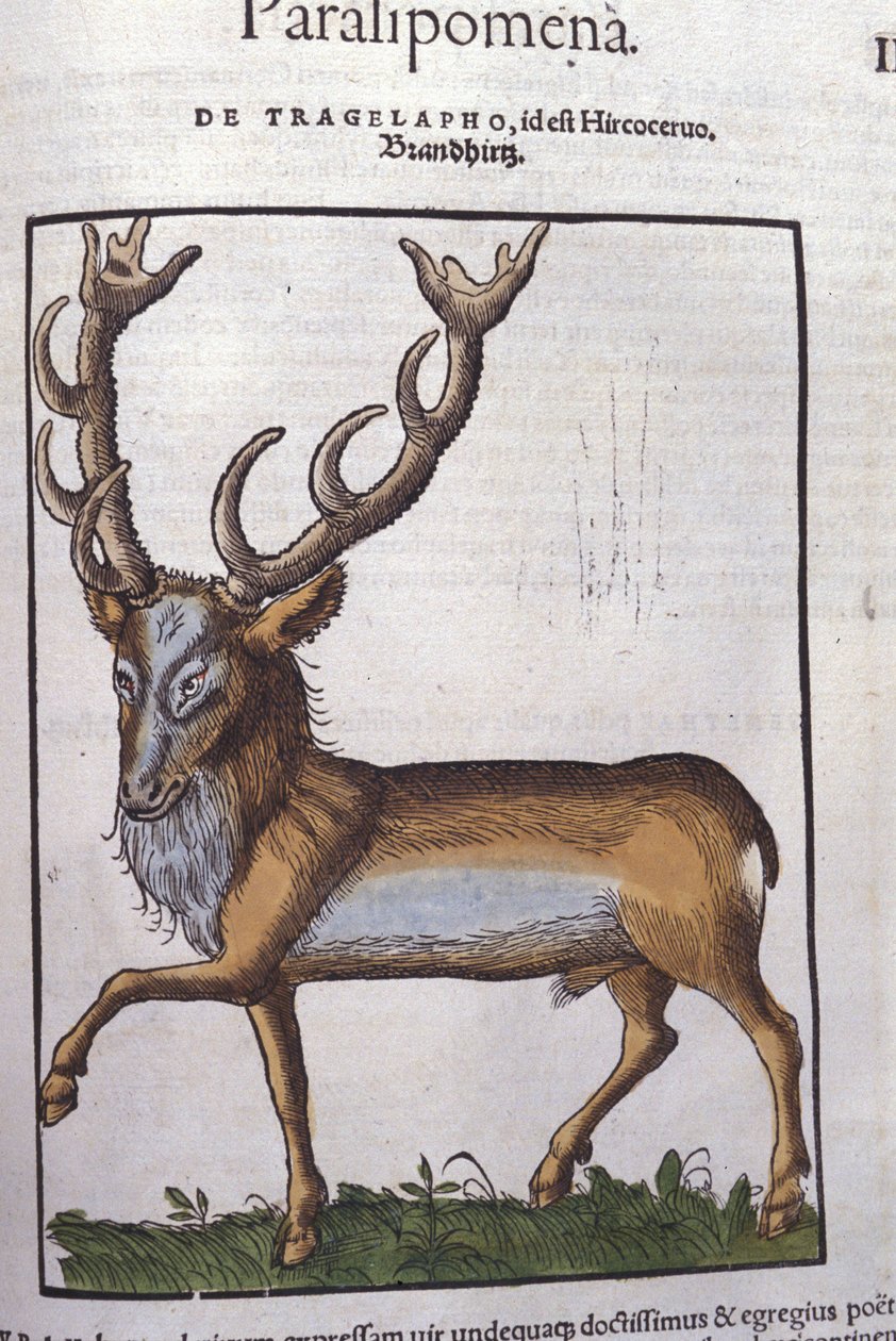 Jeleń wg Historia animalium Konrada Gesnera, Tiguri autorstwa Unknown artist