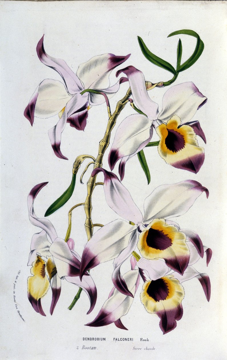 Dendrobium falconeri: rodzina storczyków. autorstwa Unknown artist