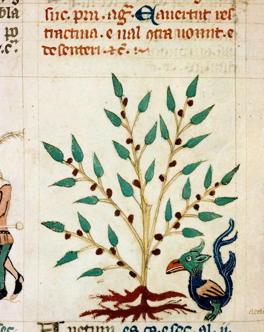 Opis fantastycznego drzewa i zwierzęcia. Miniatura zaczerpnięta z prowansalskiego rękopisu typu „Dis des philosophes” (MS Palat. 586) XIV-wieczna Biblioteca Nazionale Florence autorstwa Unknown artist