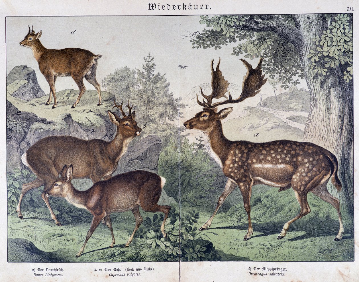 Diche, zamsz - w „„Historie naturalne ssaków””, wyd. Schreiber autorstwa Unknown artist