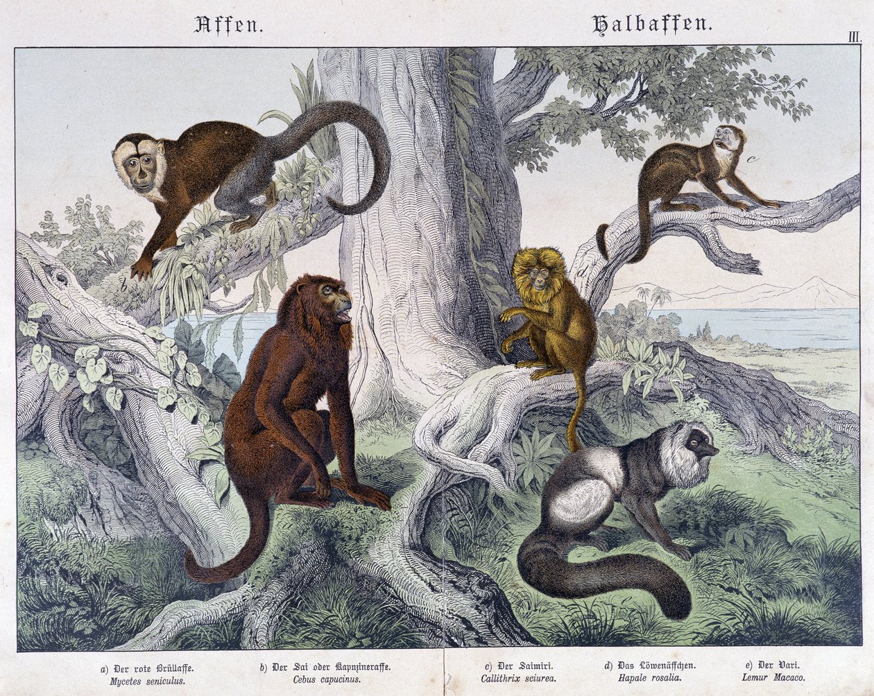 Różne rasy małp – w „„Historie naturalne ssaków””, wyd. Schreiber autorstwa Unknown artist