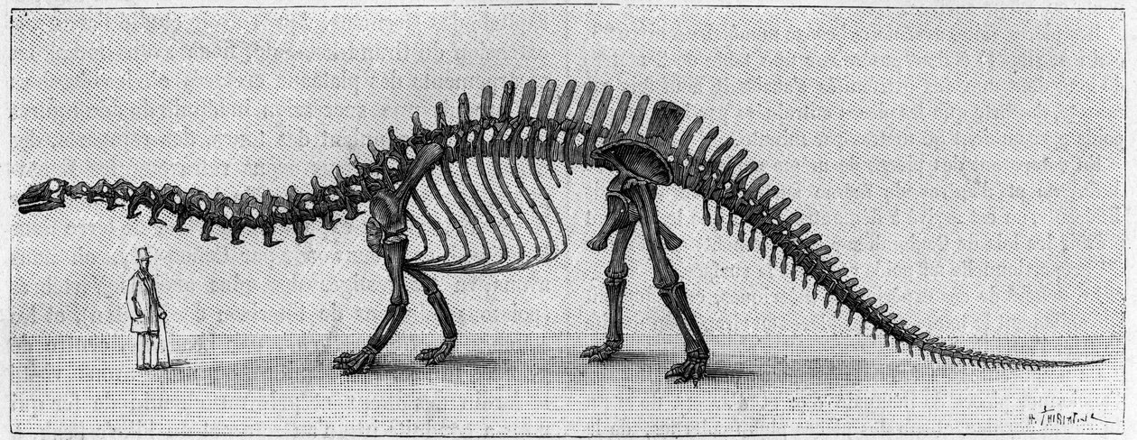 Szkielet dinozaura: „”Brontosaurus excelsus””, marzec. Górna Jura Gór Skalistych. Reprodukcja rysunku przekazanego przez pana Marcha Albertowi Gaudry z Instytutu. Grawerowanie w „” La Nature: revue des sciences et de leurs applications aux autorstwa Unknown artist