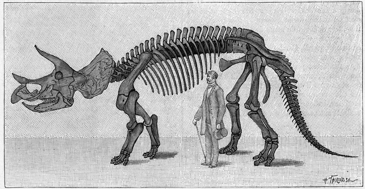 Szkielet dinozaura: „”Triceratops prorsus””, marzec. Górna kreda Gór Skalistych. Reprodukcja rysunku przekazanego przez pana Marcha Albertowi Gaudry z Instytutu. Grawerowanie w „” La Nature: revue des sciences et de leurs applications aux ar autorstwa Unknown artist