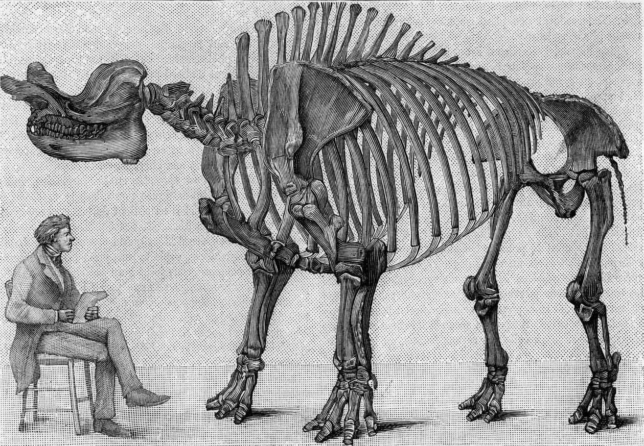 Szkielet dinozaura: „Brontops robustus”, marzec. Miocen Gór Skalistych. Reprodukcja rysunku przekazanego przez pana Marcha Albertowi Gaudry z Instytutu. Grawerowanie w „” La Nature: revue des sciences et de leurs applications aux arts et a autorstwa Unknown artist