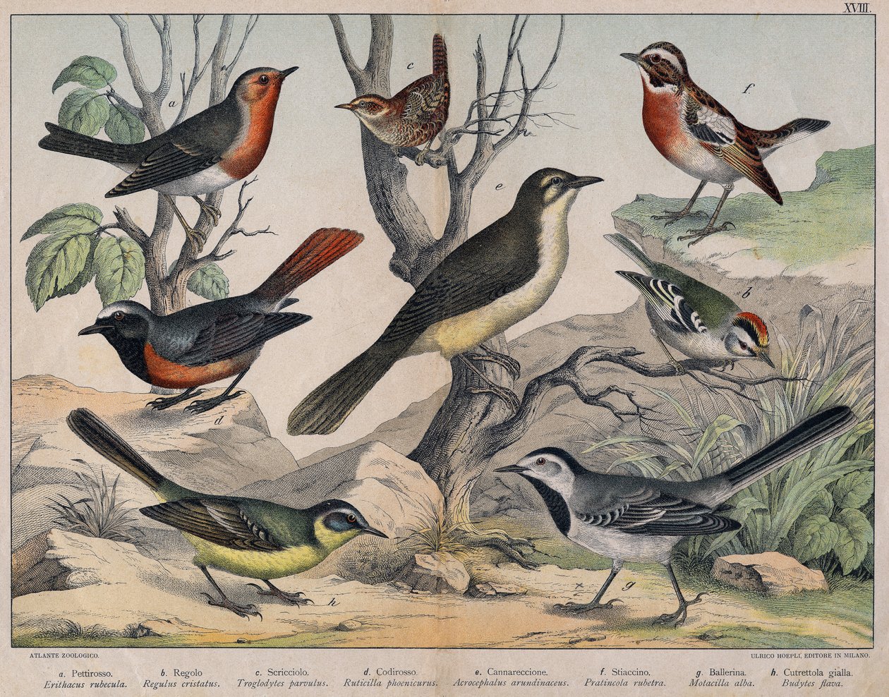 Diverses illustration of birds "History" natural birds". ed. Hoepli, Milan autorstwa Unknown Artist