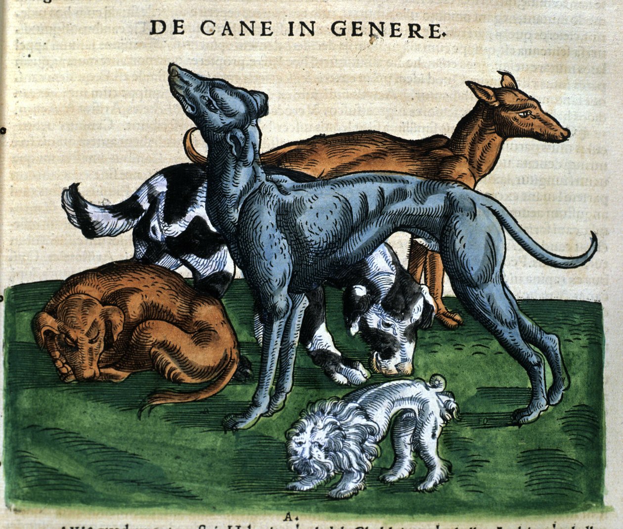 Psy z Historii Animalium Conrada Gesnera, Tiguri 1560. Biblioteca Nazionale Braidense. Mediolan autorstwa Unknown artist