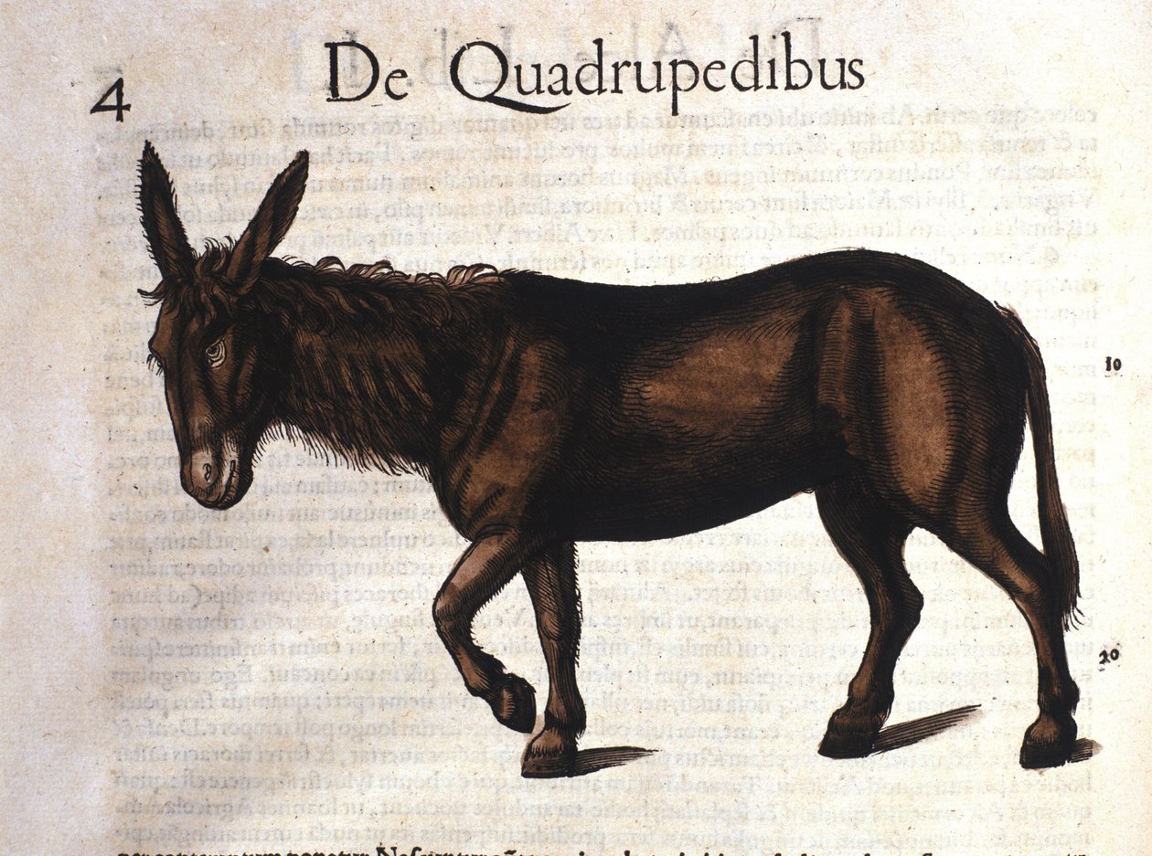 Osioł z Historii Animalium Conrada Gesnera, Tiguri 1560 autorstwa Unknown artist
