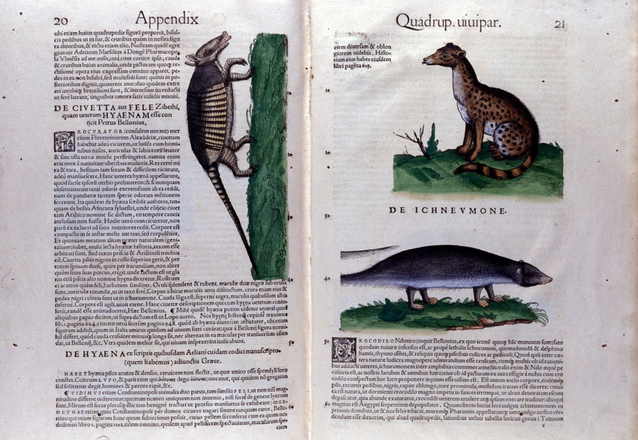 Podwójna strona Historii Animalium Conrada Gesnera (1516 - 1565), Tiguri autorstwa Unknown artist