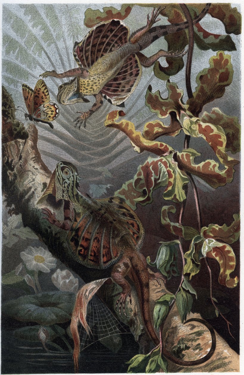 Draco volans, odmiana nadrzewnego lezarda - Draco (rodzaj) (latające smoki) - grawer z „”Życie zwierząt Brehma”” Alfreda Edmunda Brehma (1829-1884) autorstwa Unknown artist