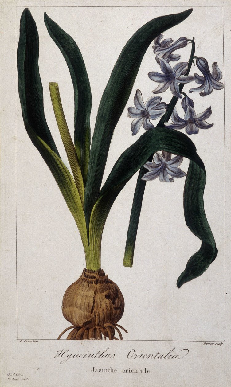 Hiacynt wschodni (Hyacinthus Orientalia) Deska botaniczna roślin azjatyckich z XIX wieku. autorstwa Unknown artist
