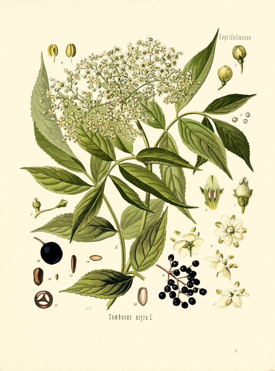 Elder Bore Tree (kolor lito) autorstwa Unknown artist
